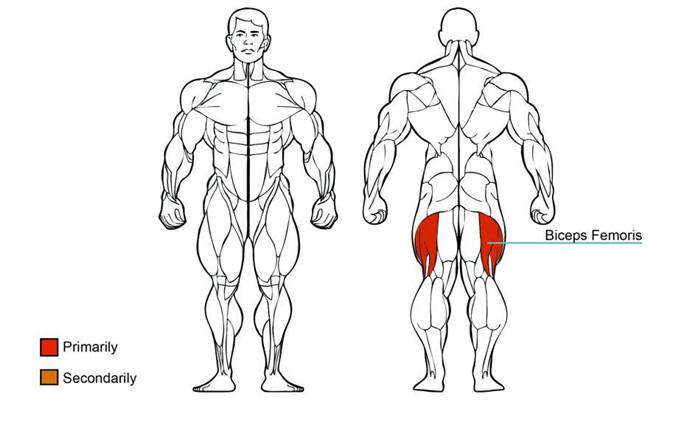 大腿外展荔枝视频APP黄片肌肉圖